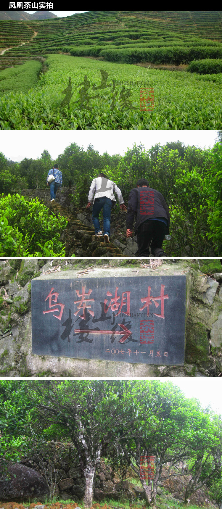 乌龙2014春 潮州凤凰单丛茶乌岽 桂花香单枞群体香单丛茶产地批发