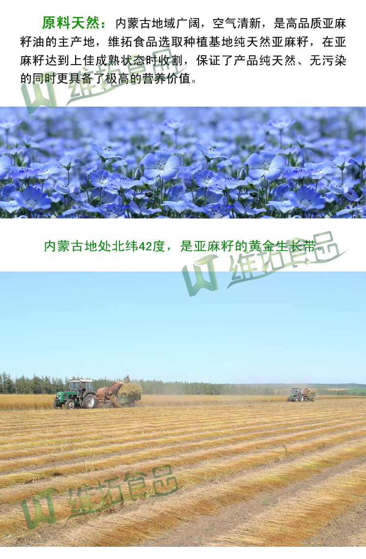 内蒙古黄金亚麻籽 养生堂推荐 非转基因胡麻籽 厂家批发产地直供