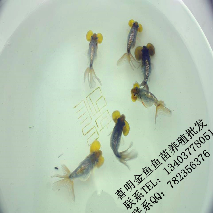 水蓝泡金鱼鱼苗4