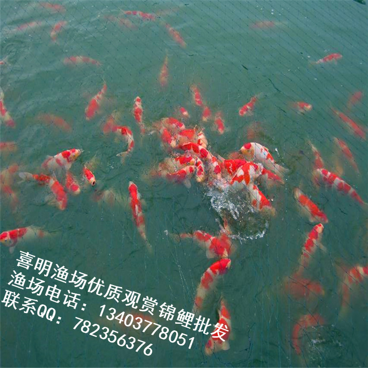 土塘大的当岁鱼5