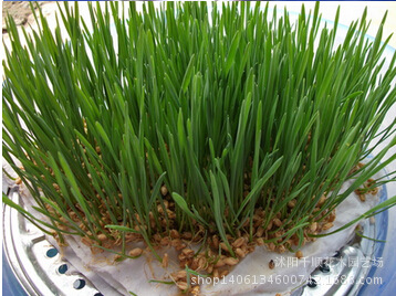 批发2015年新小麦草种子麦苗榨汁喝保健种子500g无肥有机大麦种子