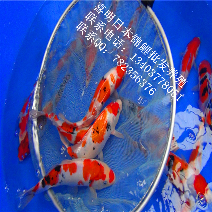 渔场锦鲤鱼1