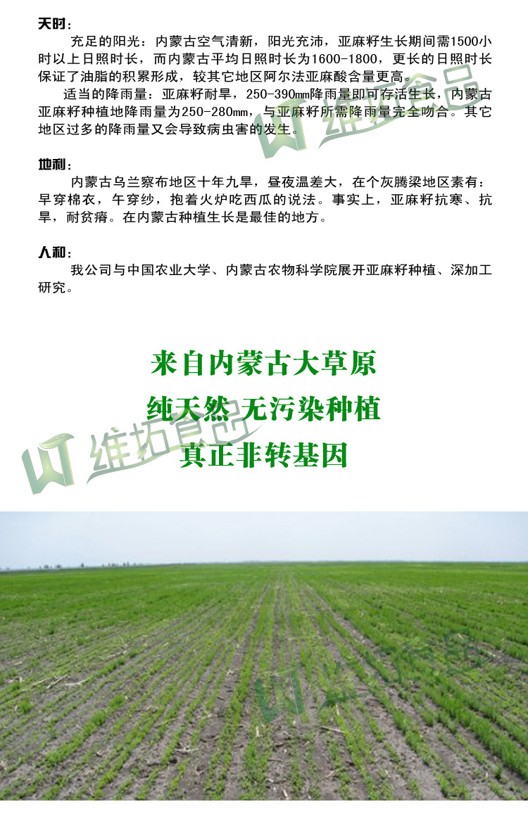 内蒙古黄金亚麻籽 养生堂推荐 非转基因胡麻籽 厂家批发产地直供
