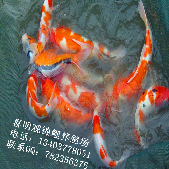 渔场锦鲤鱼14