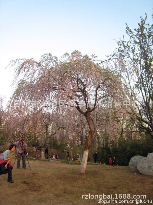 供应垂樱 垂枝樱花 枝垂樱 瀑布樱 日本垂枝樱花 八重红枝垂