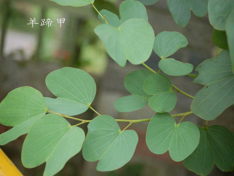 供应羊蹄甲/洋紫荆 绿化苗木 园林植物 福建漳州