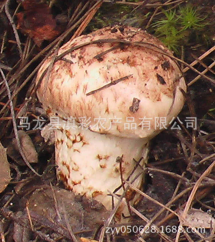 产地直批 云南野生松茸 香格里拉新鲜松茸5-7cm 云南滇彩松茸图片_18