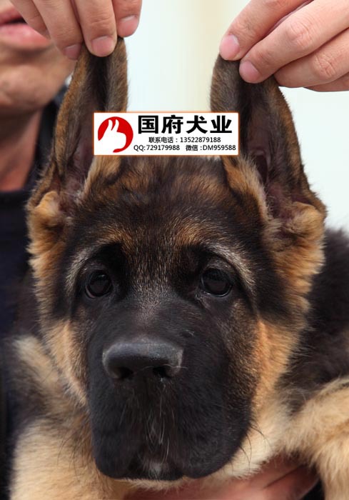 石家庄锤系德牧出售国府犬舍大头德牧