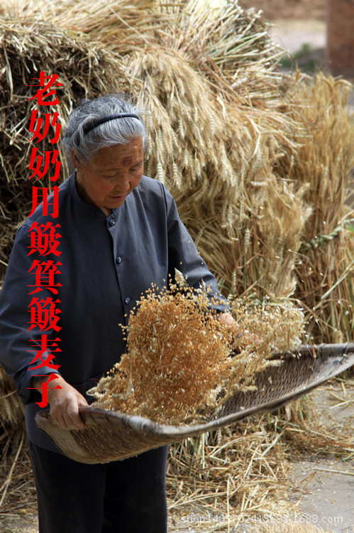 老奶奶用簸箕簸麦子