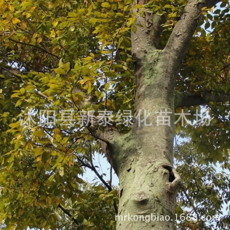 白榉树 榉树 红榉树 小果榉血榉树金丝榔 沙榔树 大叶榉