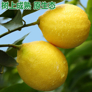 黄柠檬图片_黄柠檬图片大全 - 阿里巴巴海量精选高清