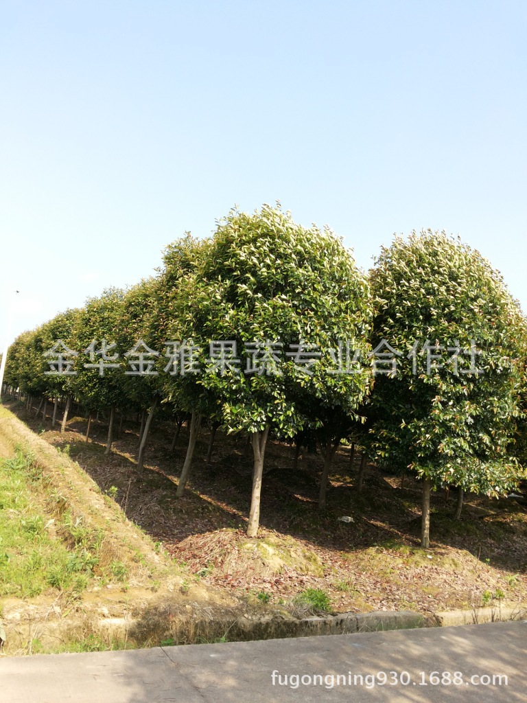 供应各种规格红叶石楠�? height=