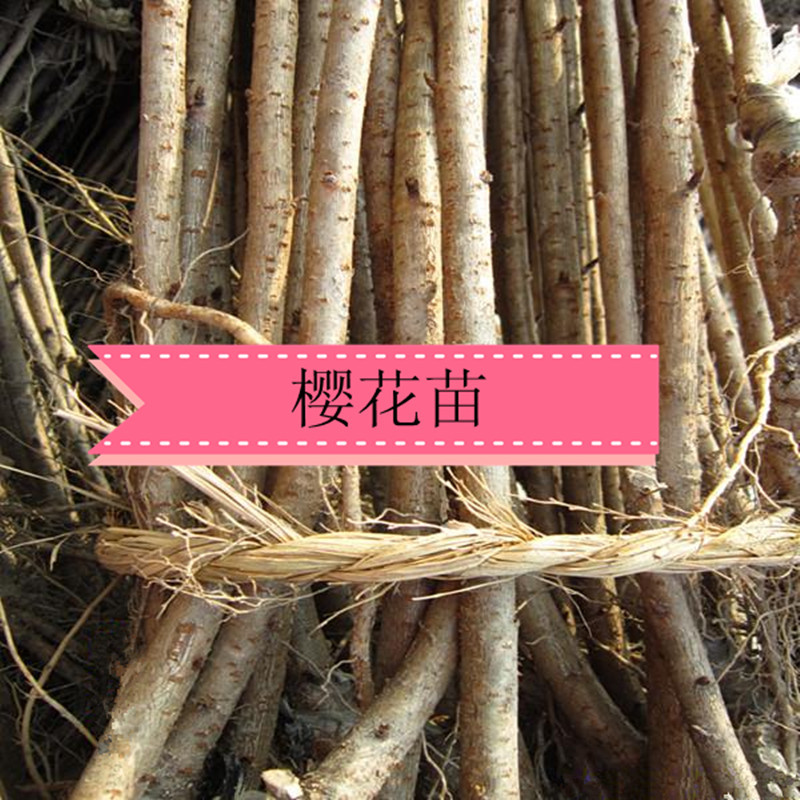 樱花苗1