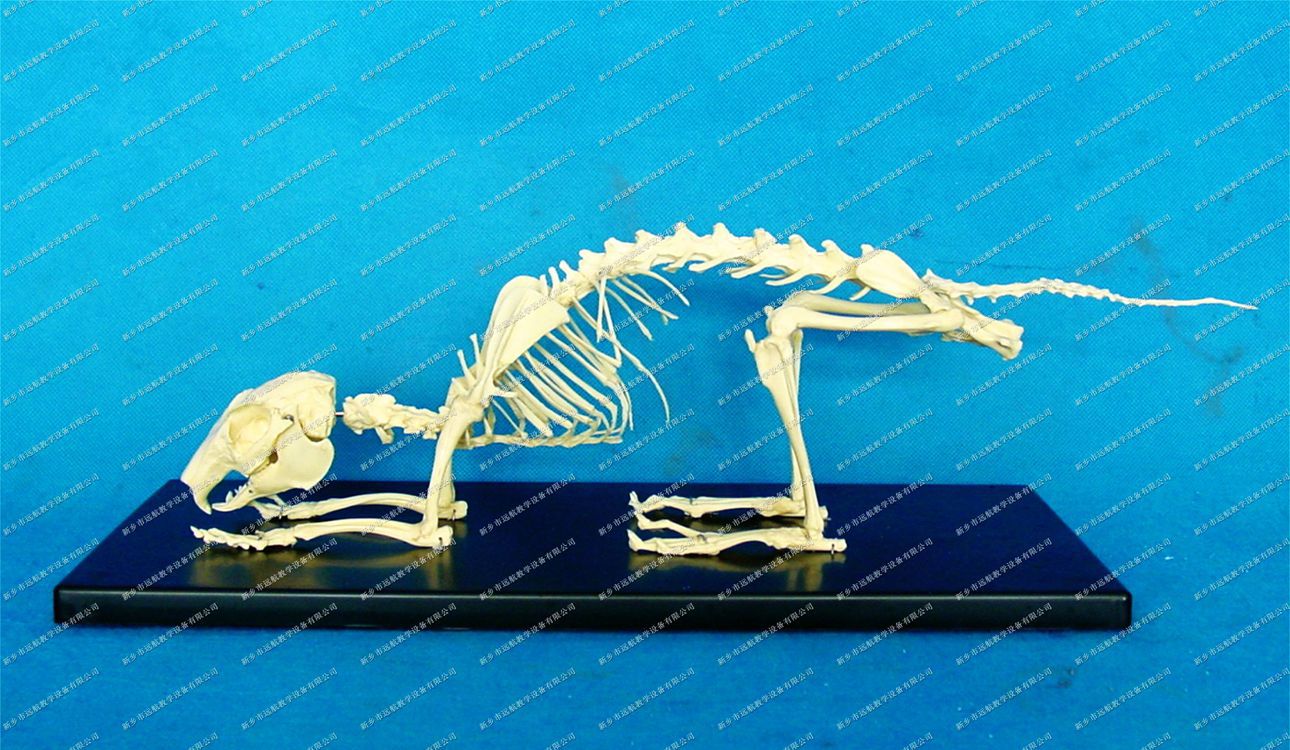动物骨骼标本兔骨骼标本陈列展览标本生物教学骨骼标本请联系 - 新乡