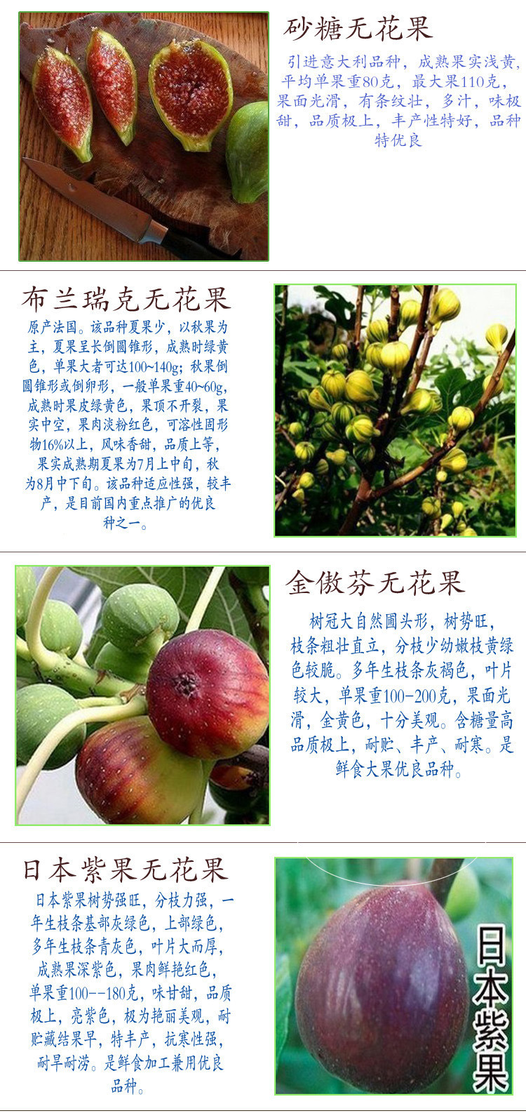 供应果树苗木 盆栽地栽无花果苗 无花果树苗 无花果苗 当年结果