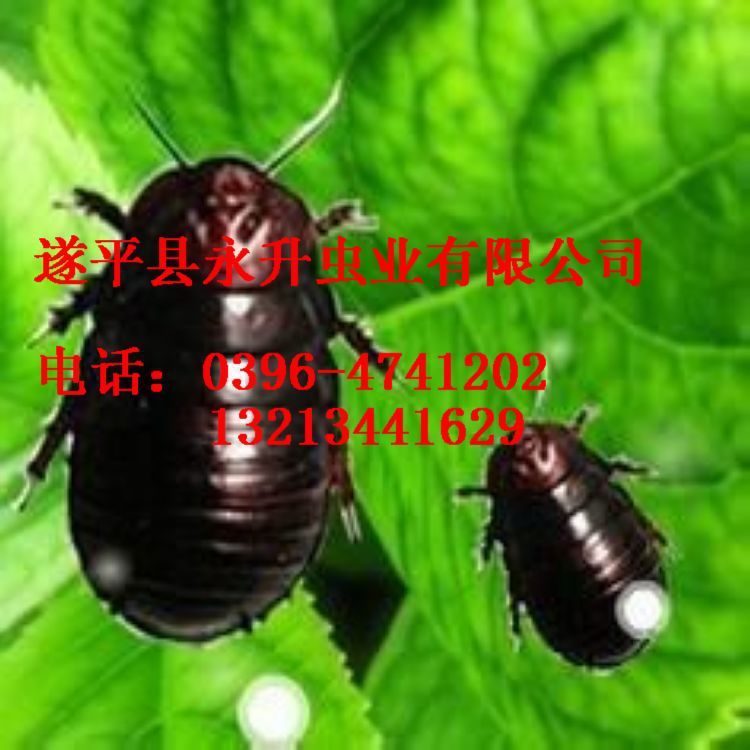 缅甸和记娱乐网址养殖新编 缅甸和记娱乐网址大片albb