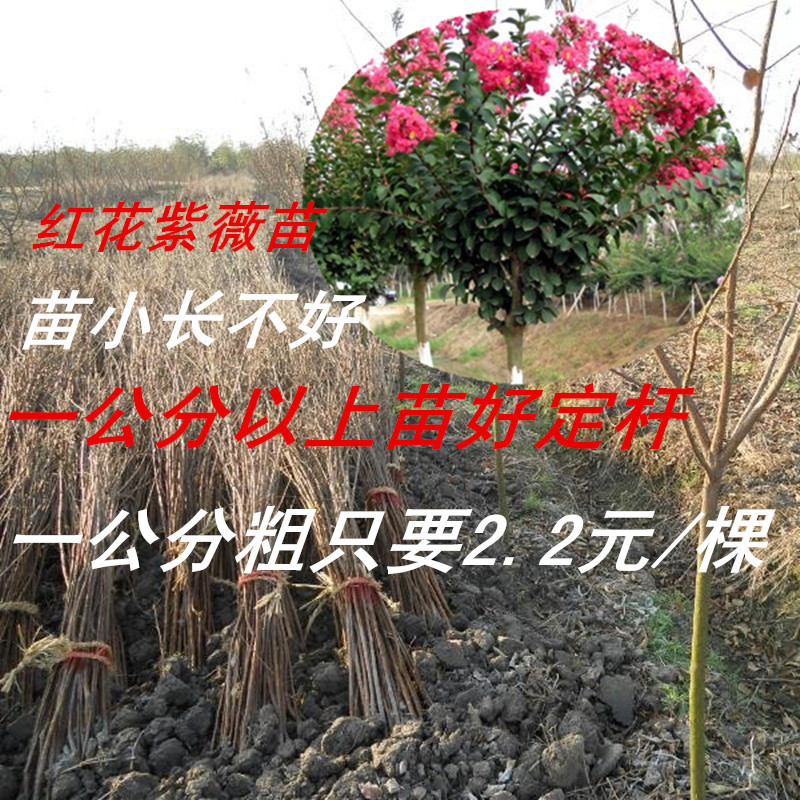 紫薇小苗