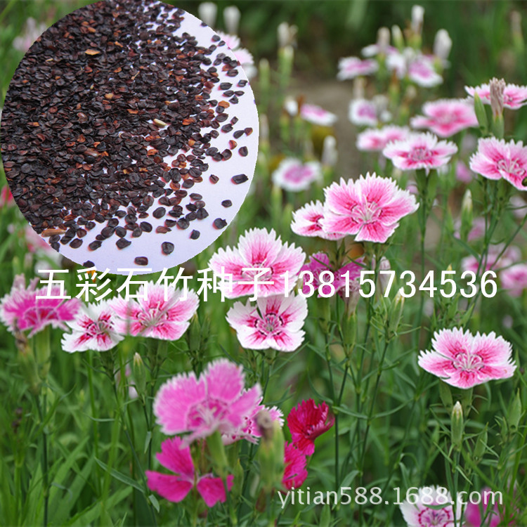 五彩石竹花附种子图