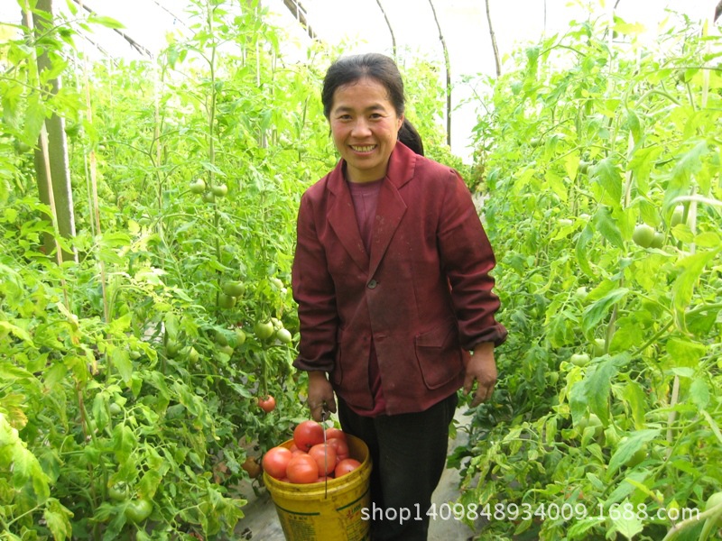 山东蔬菜种植基地 绿色无公害黄瓜