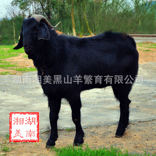 湖南黑山羊养殖基地---价格