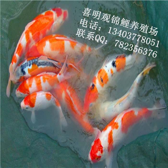 渔场锦鲤鱼15