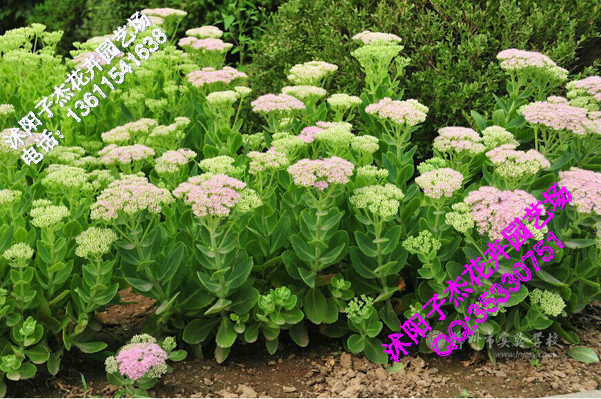 观叶多肉植物,八宝景小苗,八宝景天种子,色块苗,绿化苗木