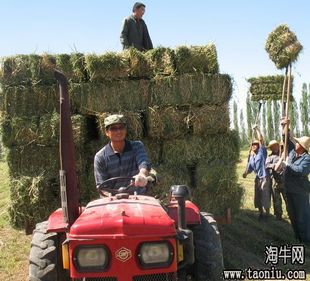 全国招商苜蓿代理收货  同时代理其他农副产品 质量可靠