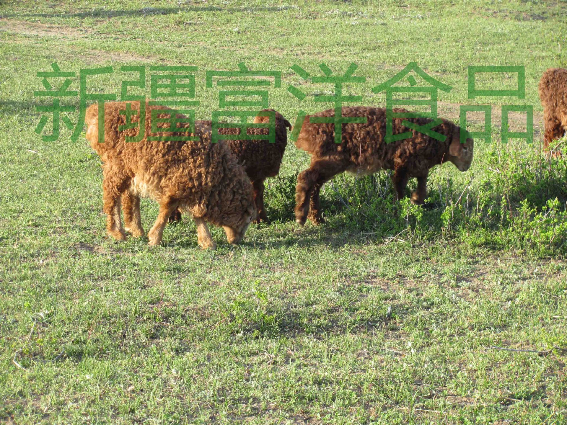 新疆阿勒泰大尾羊采食冬虫夏草