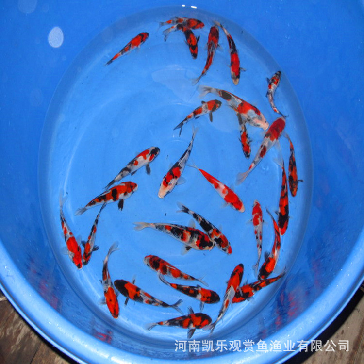 三色锦鲤鱼苗