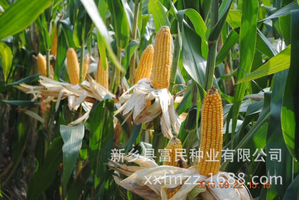 甘肃 张掖敦煌种业 高产抗倒 玉米种子 吉祥一号