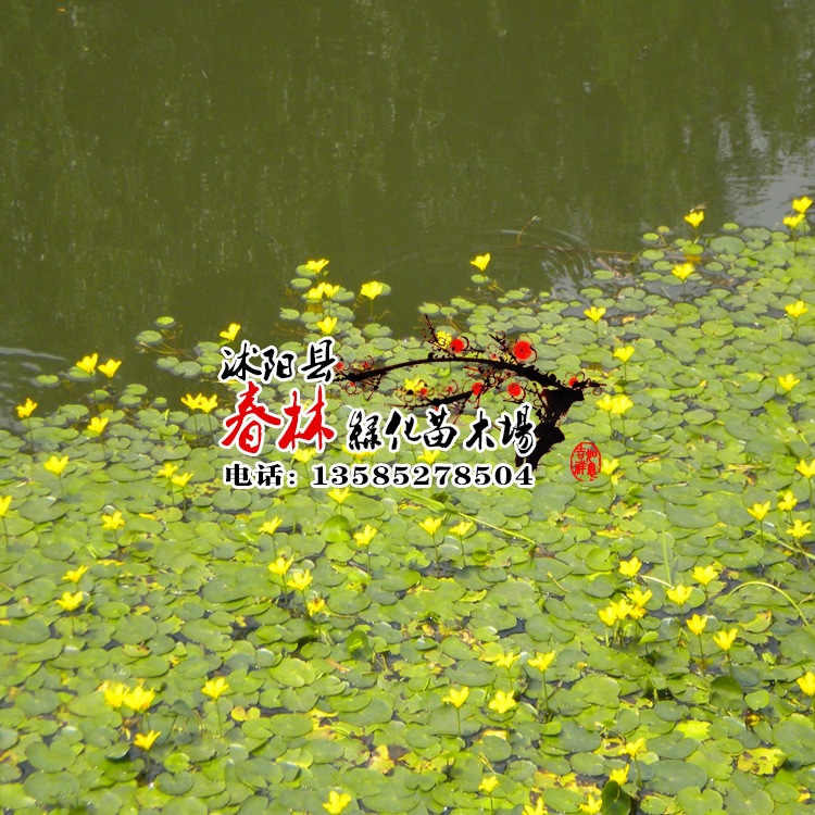 供应供水生植物 荇菜 荇菜别称 莕菜 莲叶莕菜 驴蹄莱