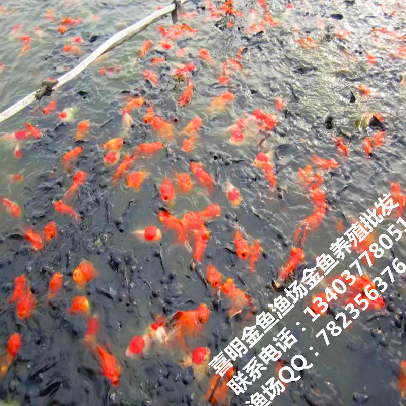 大量批发观赏鱼 金鱼 锦鲤 红草 南阳市凯乐观赏鱼养殖有限公司网站