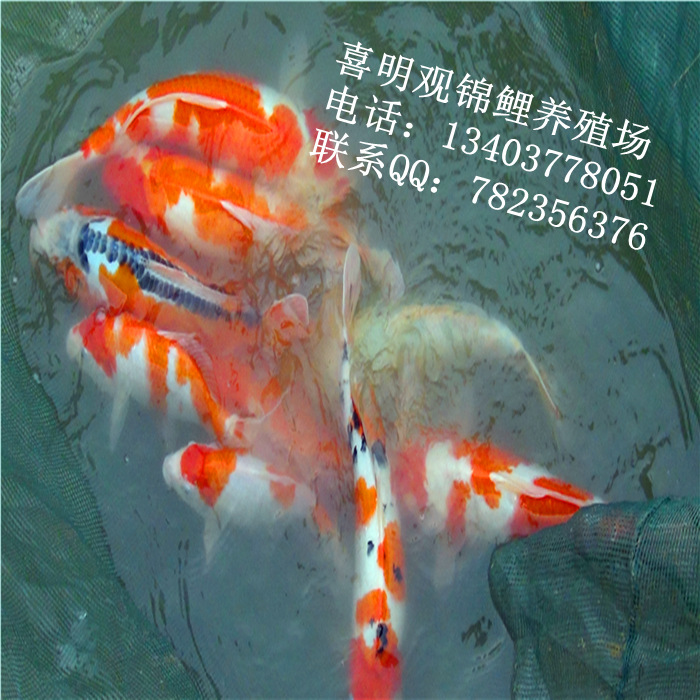 渔场锦鲤鱼10