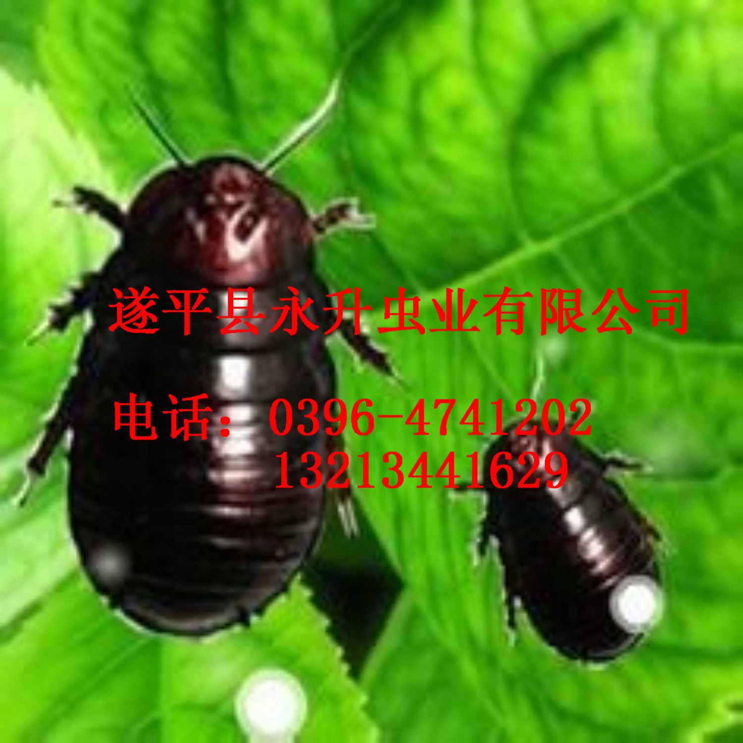 缅甸和记娱乐网址大片1500
