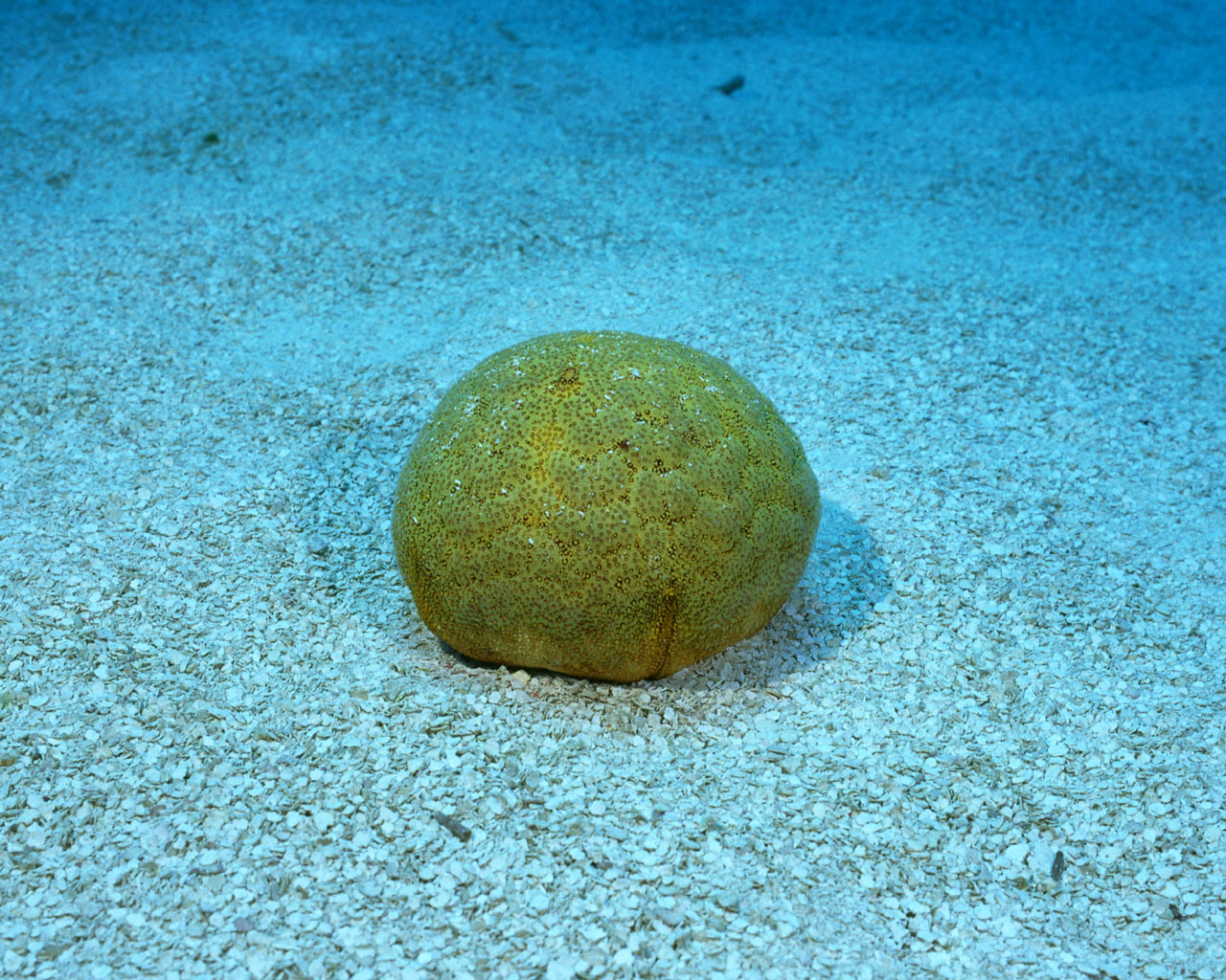 供应天然珊瑚石水族石