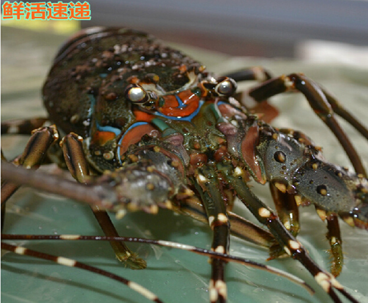 小青龙 鲜活龙虾 冷冻龙虾 进口青壳龙虾 大量供应