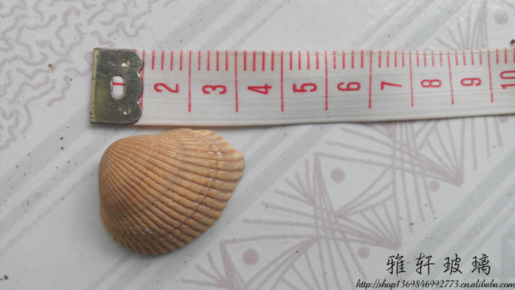 以下是这款小贝壳的尺寸图,尺寸大概为2-3cm左右.