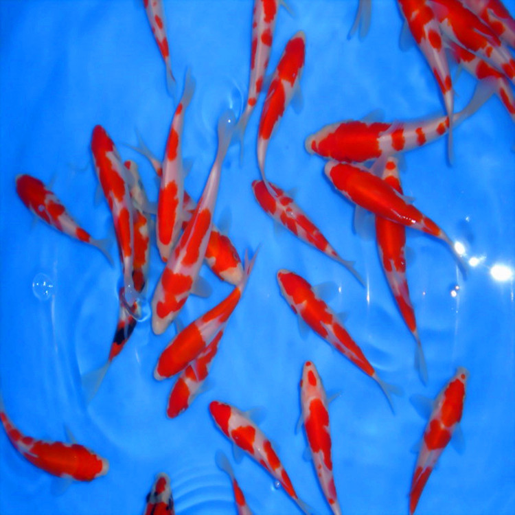 锦鲤鱼苗3