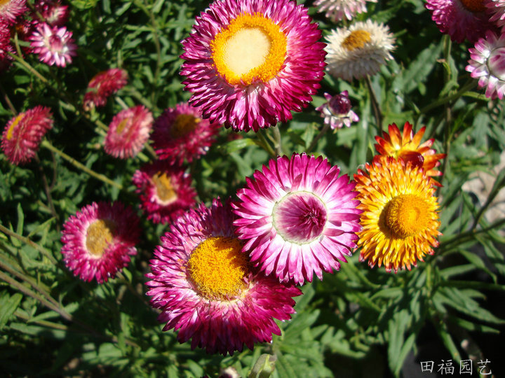 花种子麦杆菊,菊花种子,园艺种子种苗,园林植物花卉种子,花籽