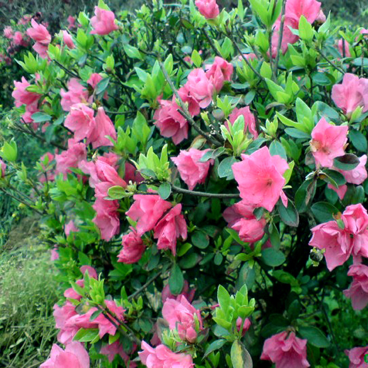 批发温江杜鹃花|灌木杜鹃苗|西洋鹃|绿化苗木|室内盆栽西洋鹃