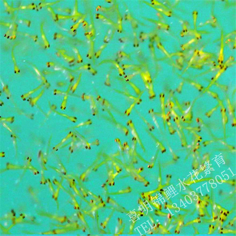 锦鲤鱼苗水花