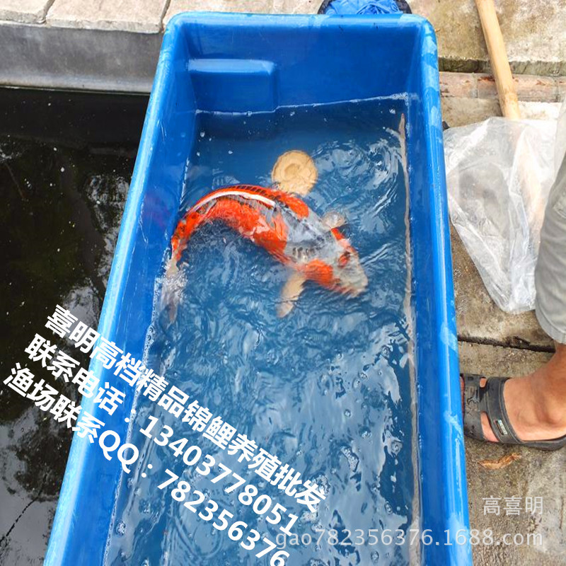 喜明锦鲤种鱼展示