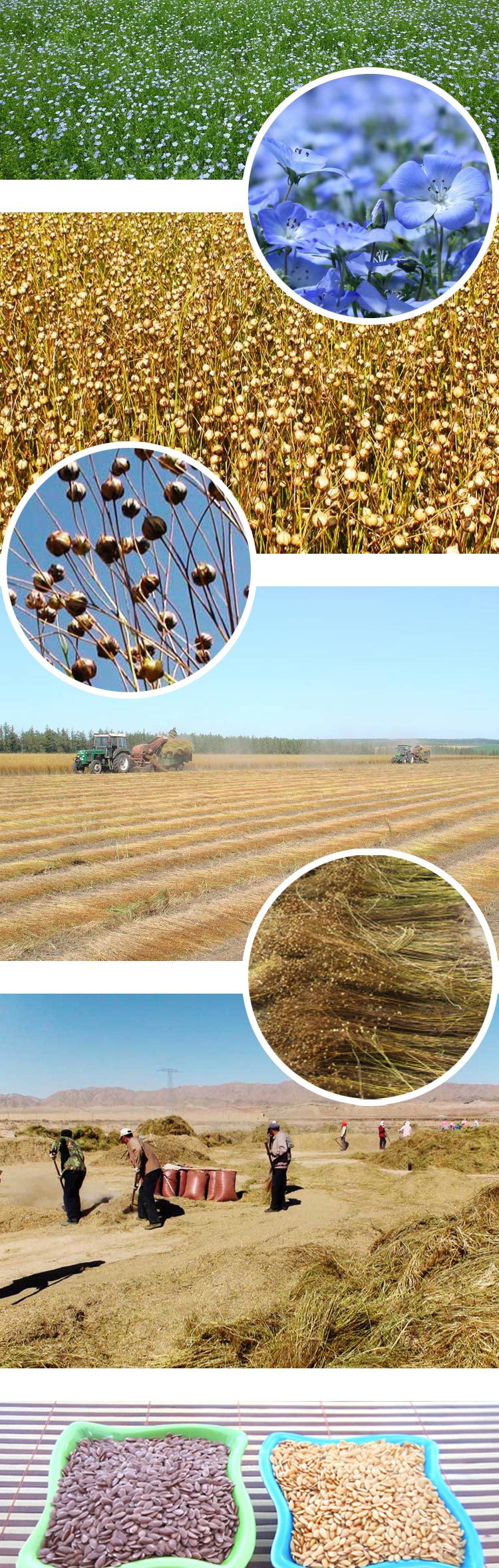 養(yǎng)生堂推薦內(nèi)蒙古黃金亞麻籽 非轉(zhuǎn)基因 特級(jí)精選防三高癌癥治便秘