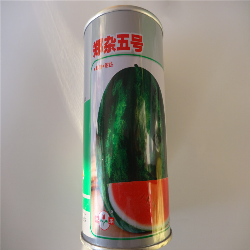画皮椭圆果丰乐西瓜种郑杂五号杂交一代品种