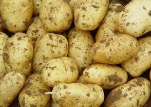 块茎类-适合做薯条薯片的土豆,夏波蒂-块茎类尽在-县