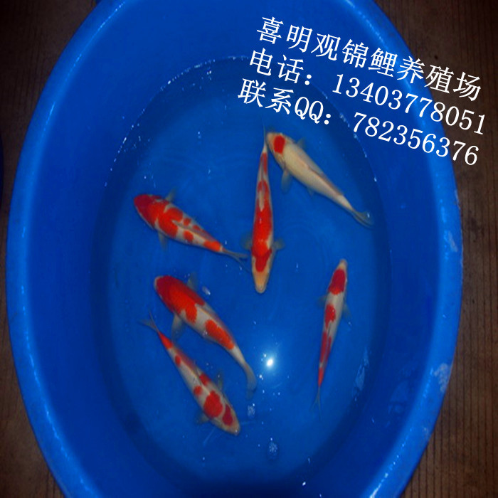 渔场锦鲤19
