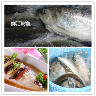 鲥鱼苗|水产海鲜批发|江苏靖江|美国鲥鱼|提供鲜活鲥鱼做法