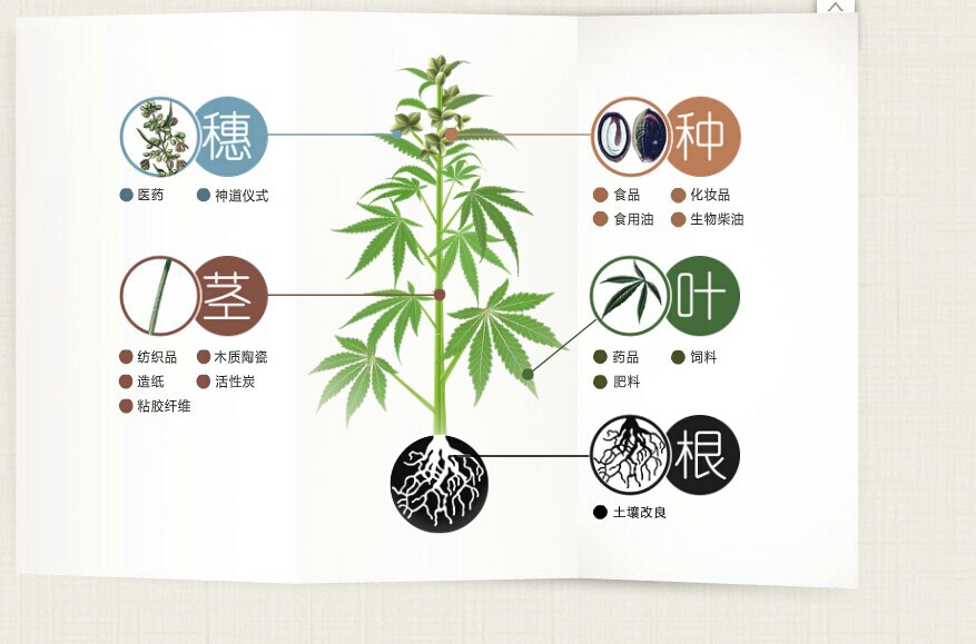 汉麻面料 男女衬衫面料 抑菌防臭 透气舒爽 现货批发