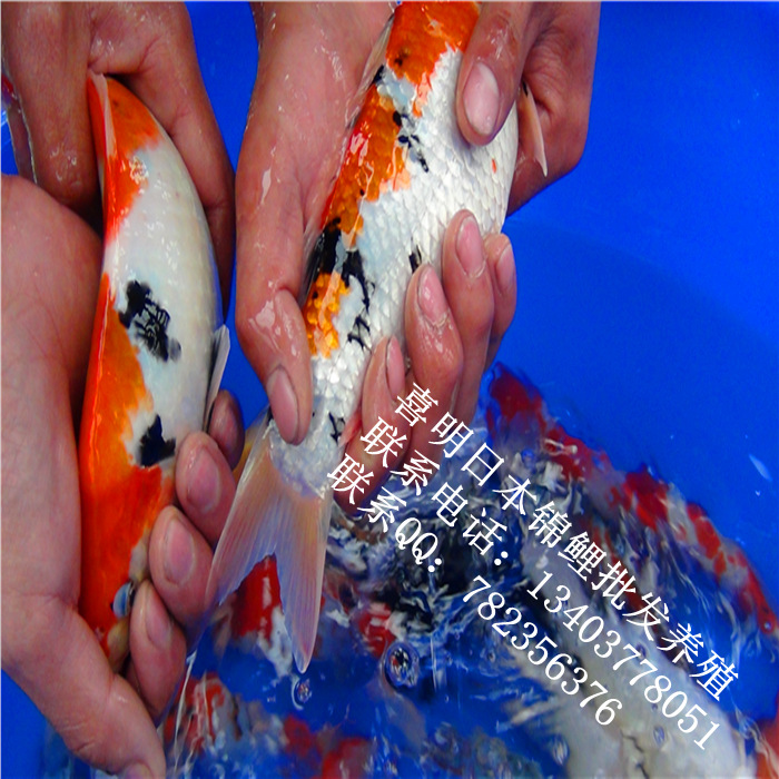 渔场锦鲤鱼4