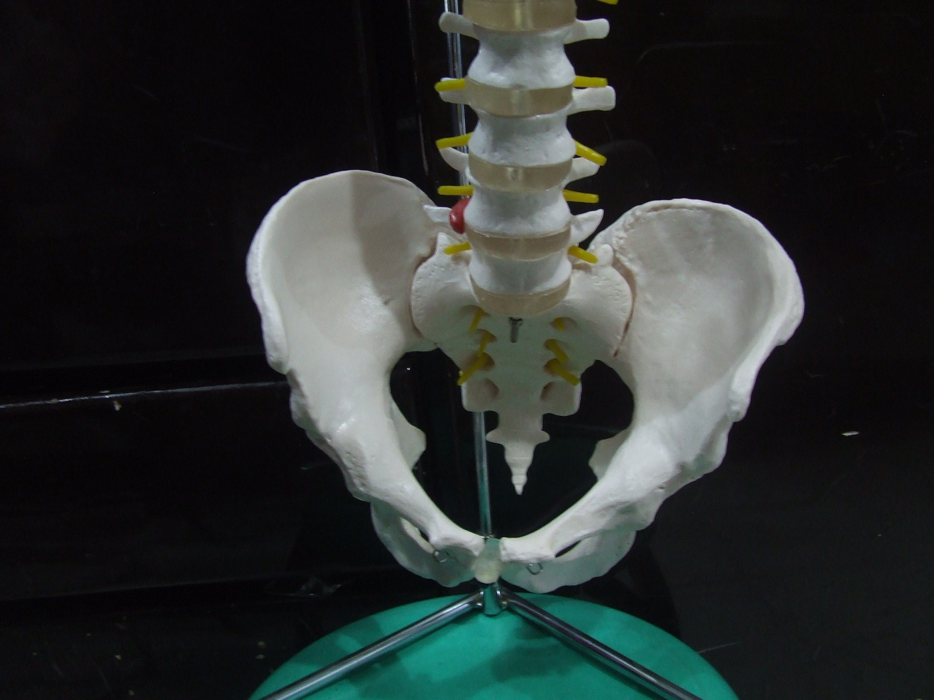 自然大脊椎,腰椎,颈椎,头骨,盆骨,尾骨,神经模型1:1教具